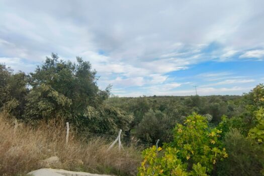 altınova satılık arsa,arazi,tarla.