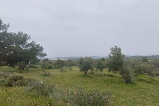 Cunda Adası satılık deniz manzaralı 12 dönüm zeytinlik (1)